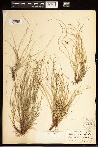 Carex albicans image