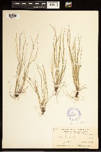 Carex albicans image