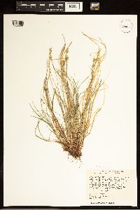 Carex albicans image
