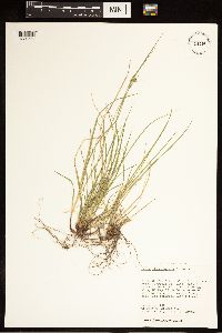 Carex albicans image