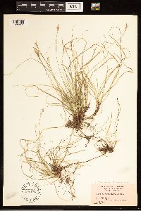 Carex albicans image