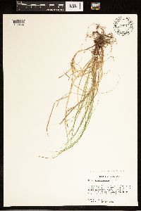 Carex albicans image