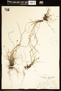 Carex albicans image