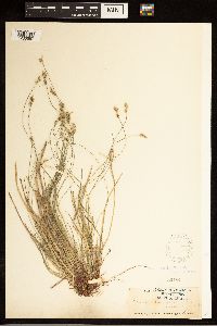 Carex albicans image
