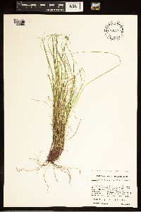 Carex albicans image