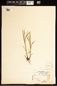 Carex albicans image