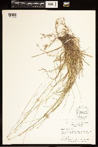 Carex albicans image