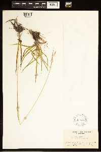 Image of Carex albida