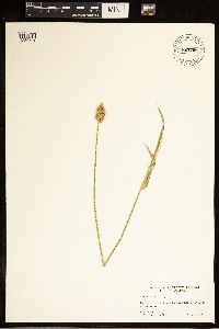 Image of Carex alma