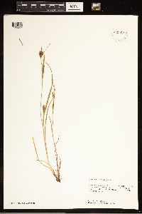 Carex grisea image