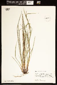 Carex grisea image