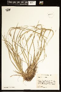 Carex grisea image