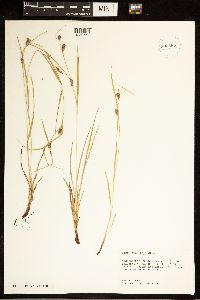 Carex grisea image