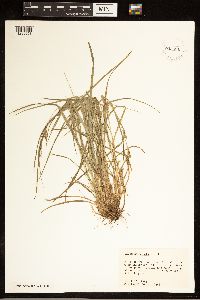 Carex grisea image