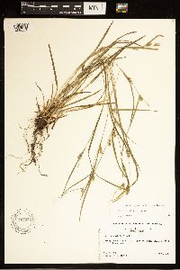 Carex grisea image
