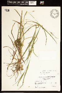Carex grisea image