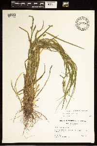 Carex grisea image