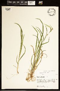 Carex grisea image