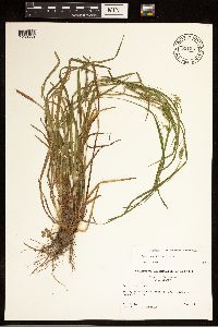 Carex grisea image