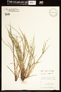 Carex grisea image