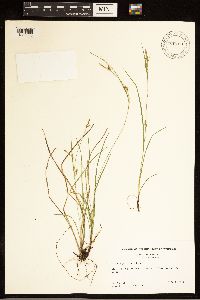 Carex grisea image