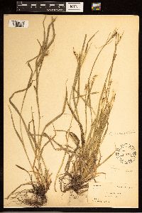 Carex grisea image