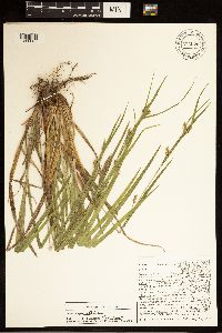Carex grisea image