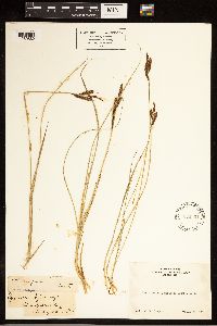 Carex angustata image