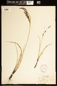 Carex angustata image