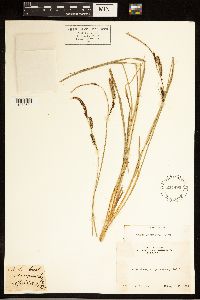 Carex angustata image