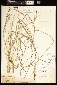 Carex angustata image