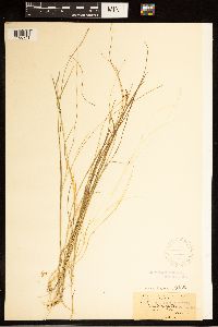 Image of Carex anthoxanthea
