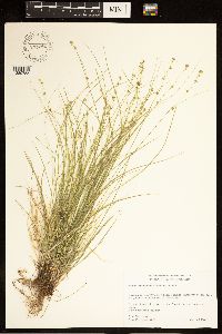 Image of Carex appalachica