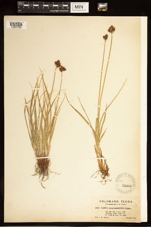 Carex arapahoensis image