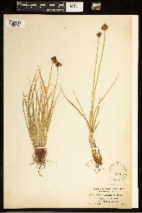 Image of Carex arapahoensis