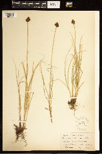 Carex arapahoensis image