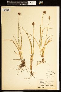 Carex arapahoensis image