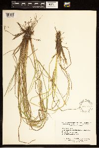 Carex arcta image