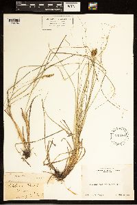 Carex arcta image