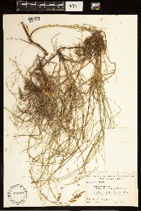Image of Carex arenaria