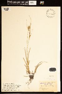 Image of Carex arkansana