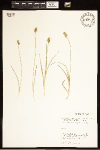 Image of Carex austrina