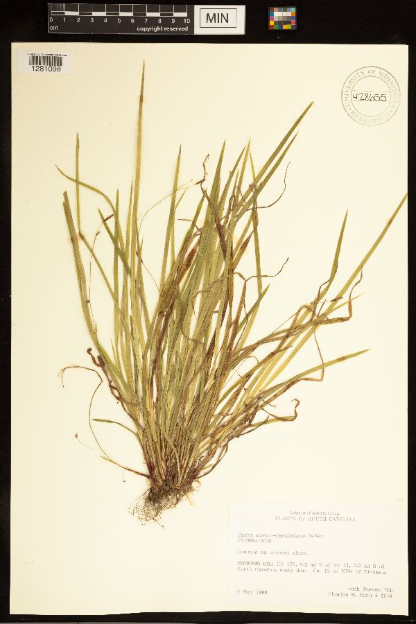 Carex austrocaroliniana image