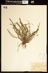 Carex austrocaroliniana image