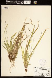 Carex austrocaroliniana image