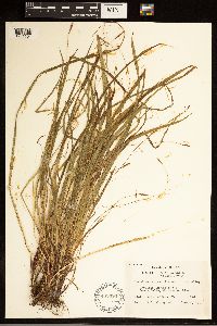 Carex austrocaroliniana image