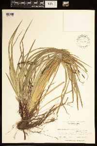 Carex austrocaroliniana image