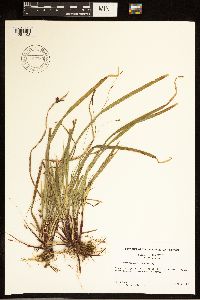 Carex austrocaroliniana image