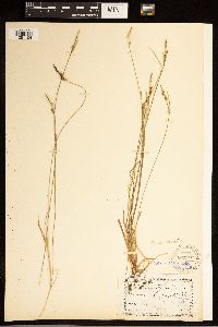 Carex austrocaroliniana image