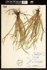 Carex backii image